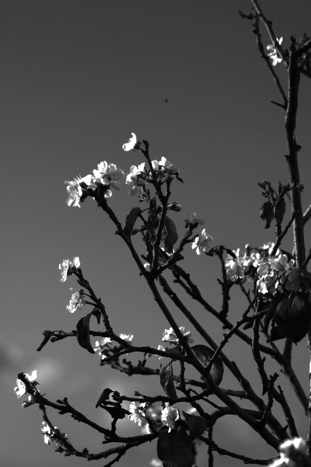 Monochrome Blossom Tree  image