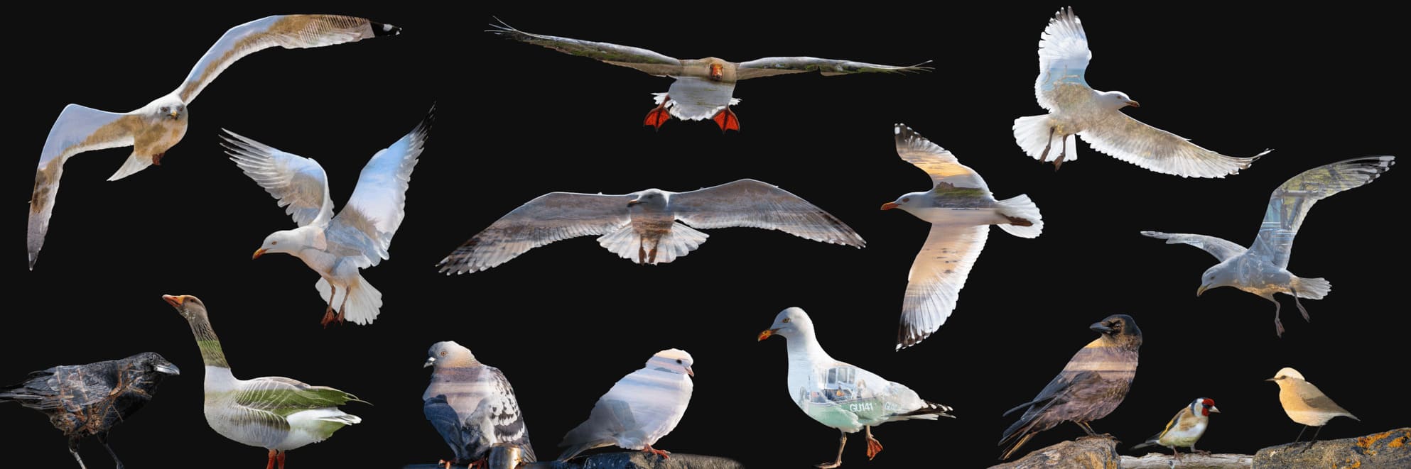 Birds of Guernsey image